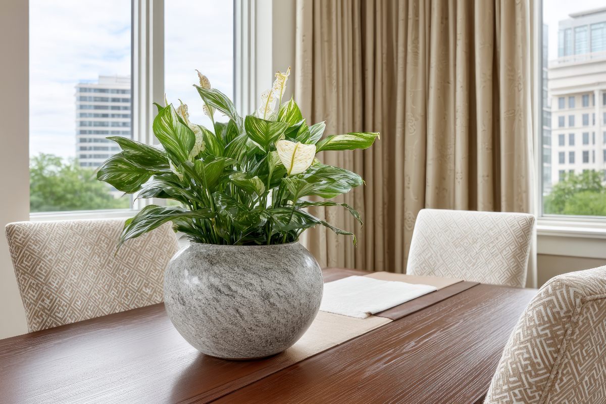 sillas-y-comedor-limpios