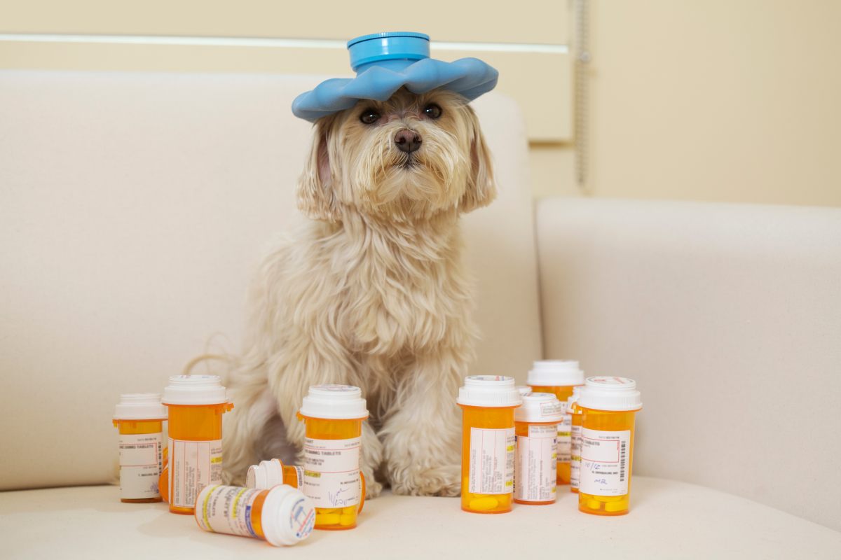 Cuida-la-salud-de-tu-mascota