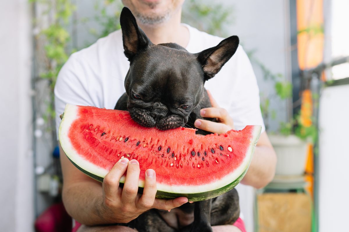 Que-pueden-comer-las-mascotas-y-que-no