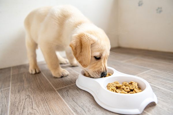 alimento-para-mascotas