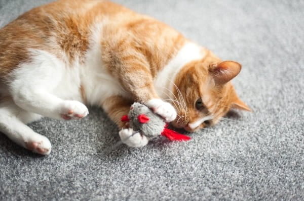 gatos-jugando