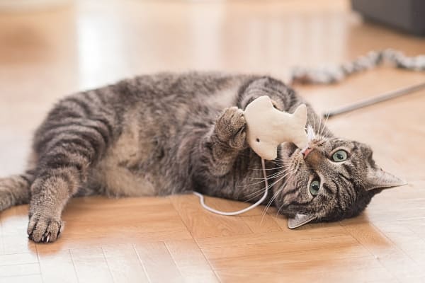 ratones-para-gato