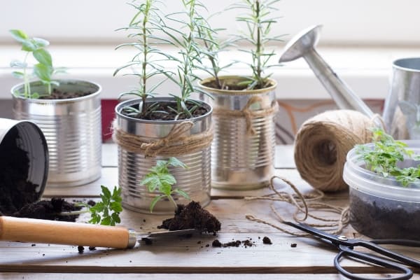 Qué necesitas para plantar tus hierbas aromáticas