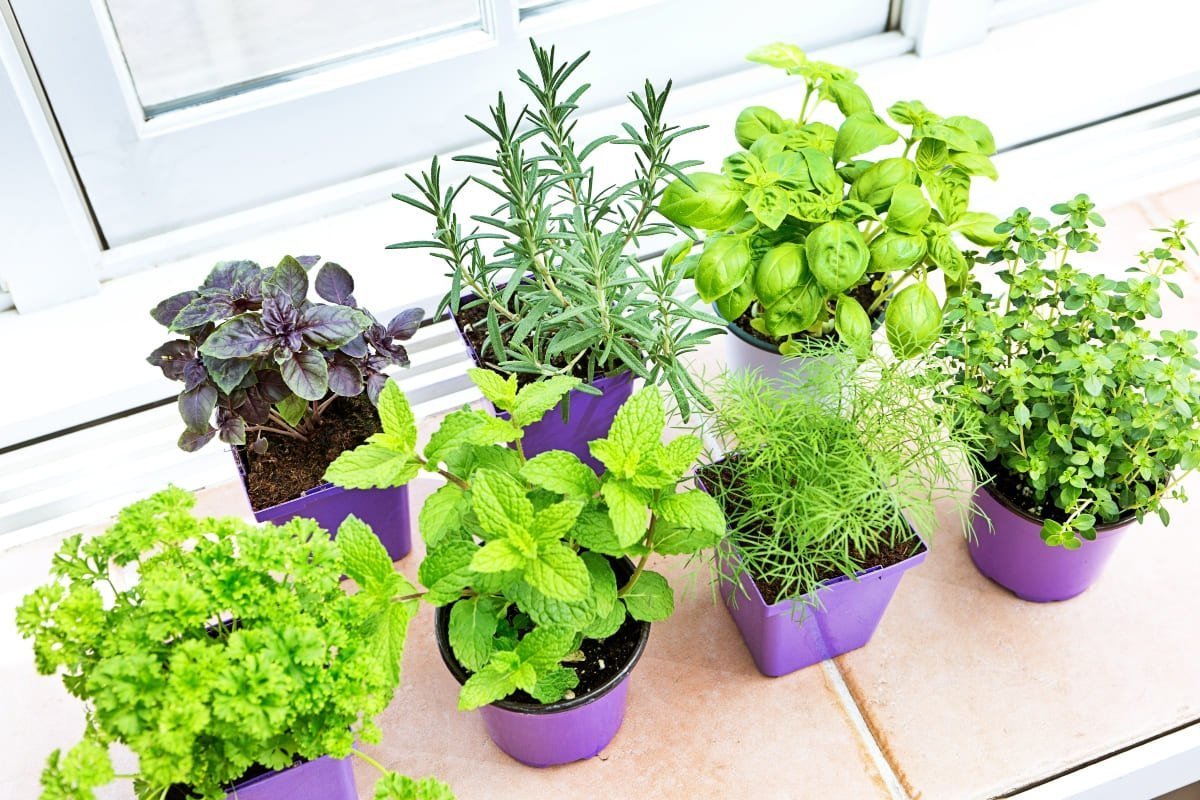 Siembra tus propias hierbas aromáticas