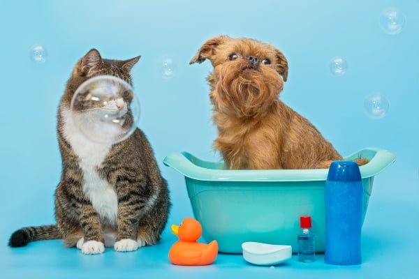 bañar mascotas adecuadamente