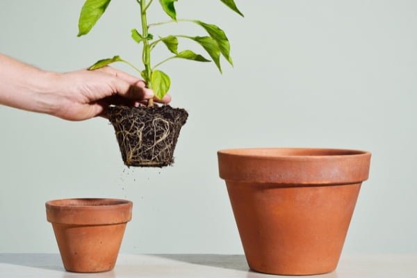trasplantar flores y plantas