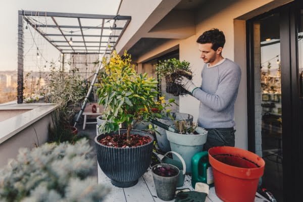 cuando transplantar flores y plantas