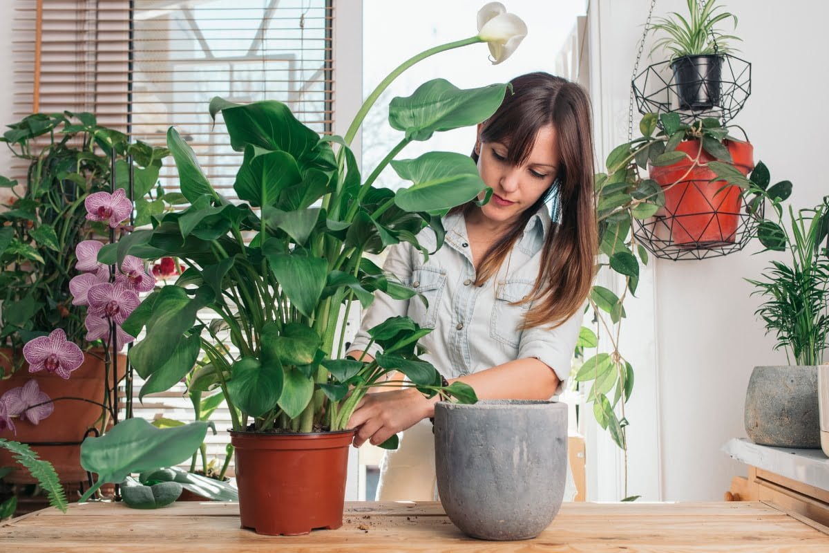 trasplantar flores y plantas