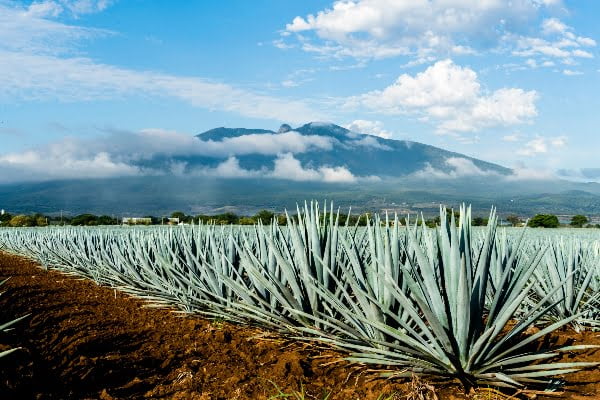 origen del tequila