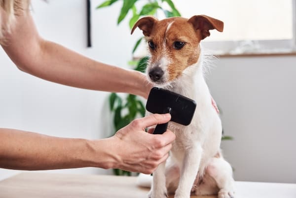 Crea un hábito saludable con tu mascota.