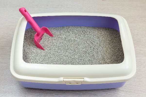 Arena para gatos