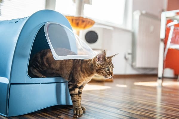 Areneros cerrados para gatos