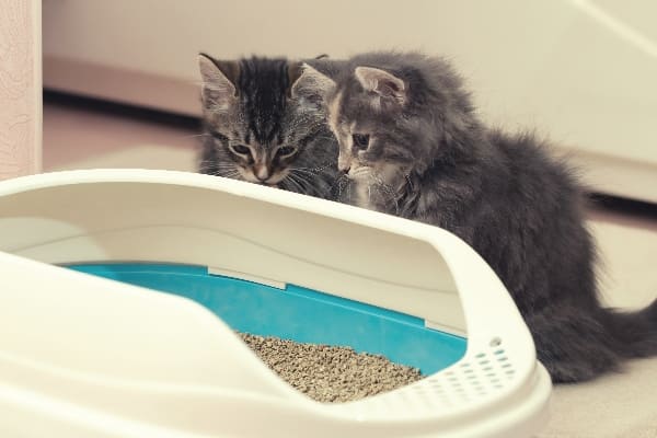 Areneros para gatitos