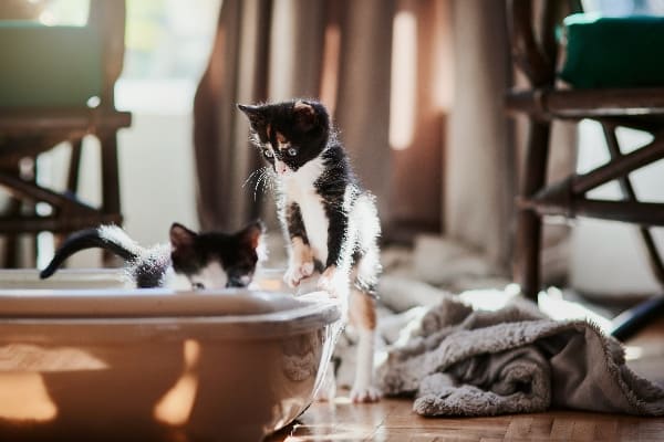 Gatos arenero