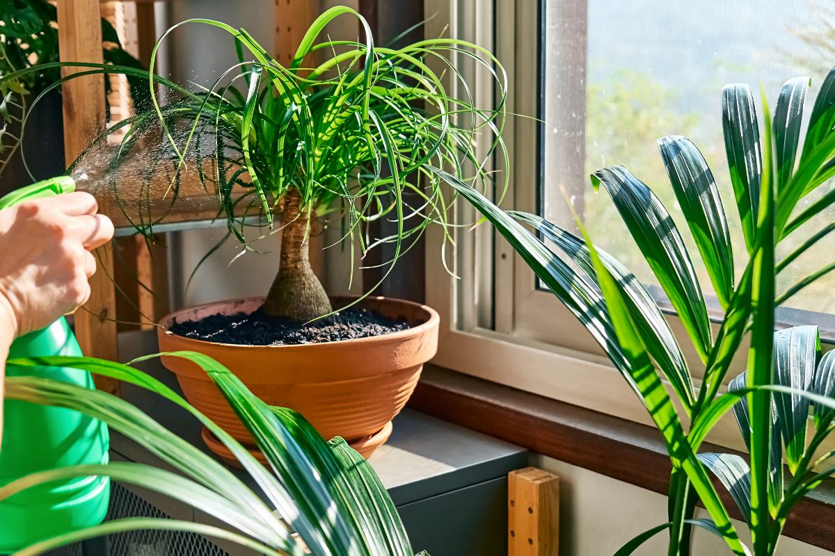 plantas faciles de cuidar