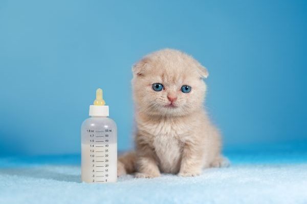 gato-tomando-leche gato-tomando-leche