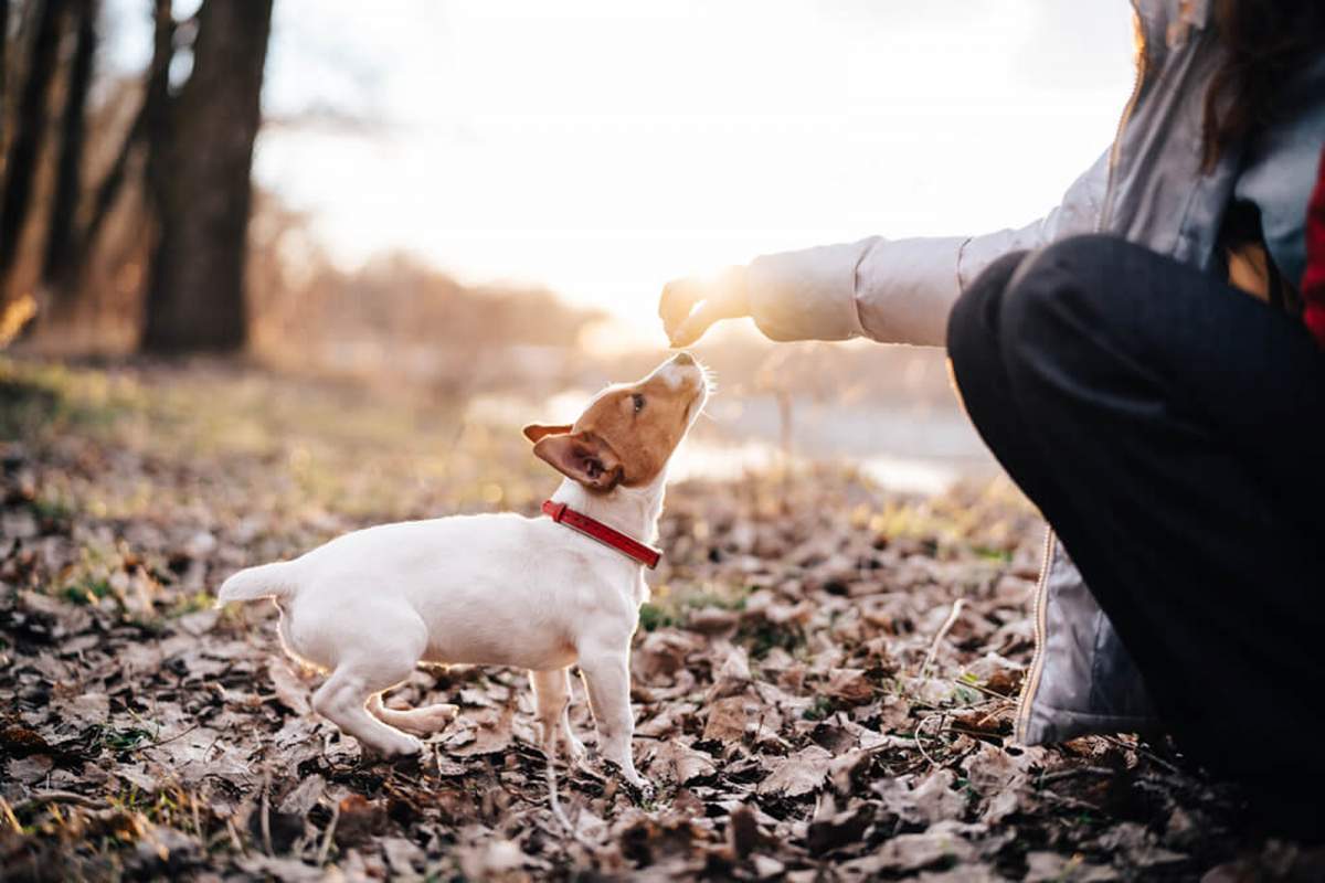 consejos-para-recibir-a-tu-mascota-1