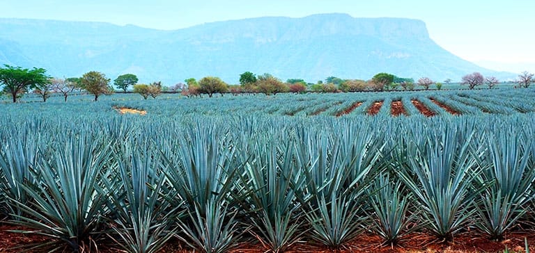 tequilana Weber en Tequila