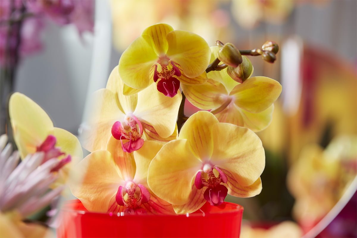 beneficios de las flores en casa