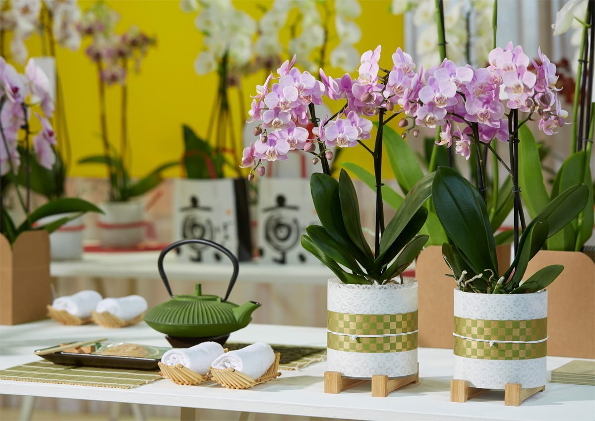 beneficios de tener flores en casa