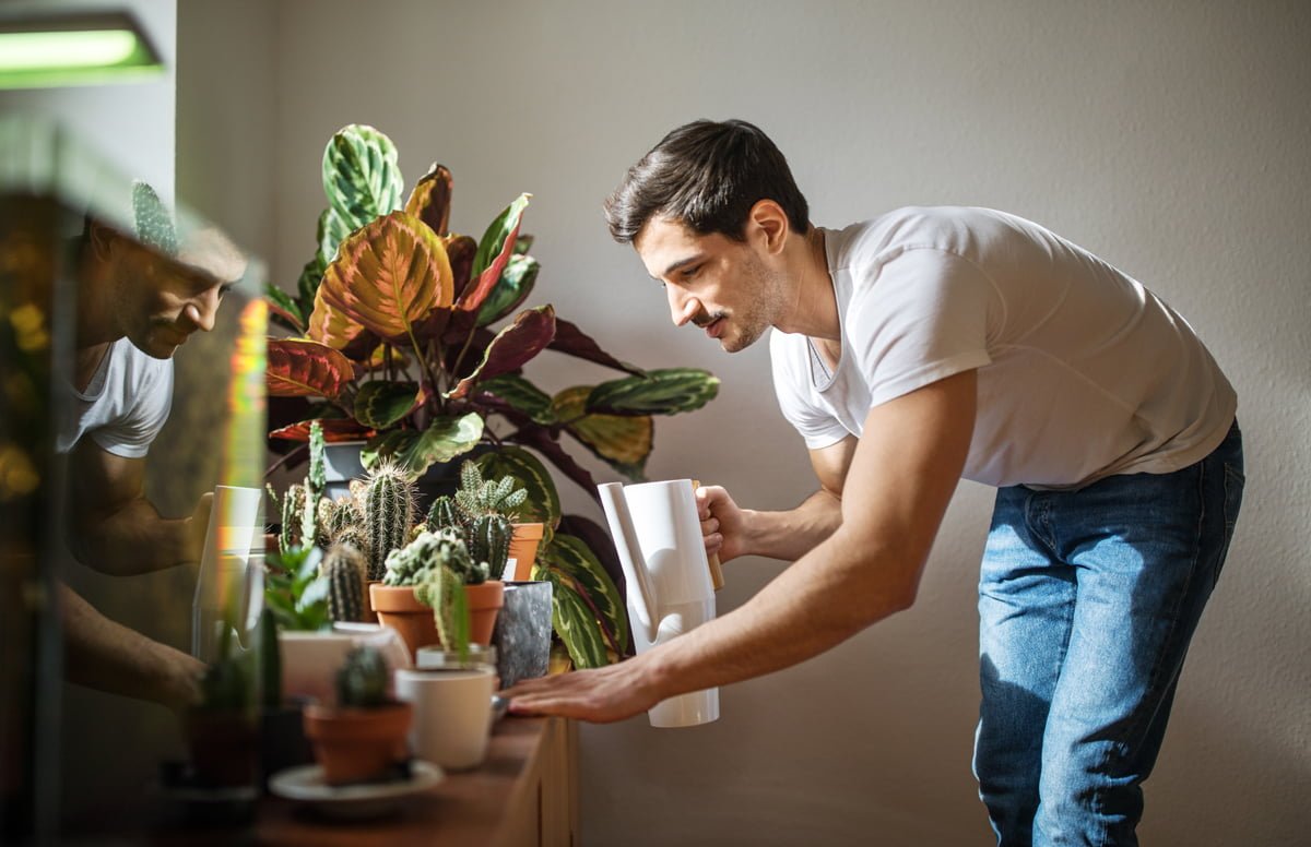 Cuidados para tus plantas de interiores