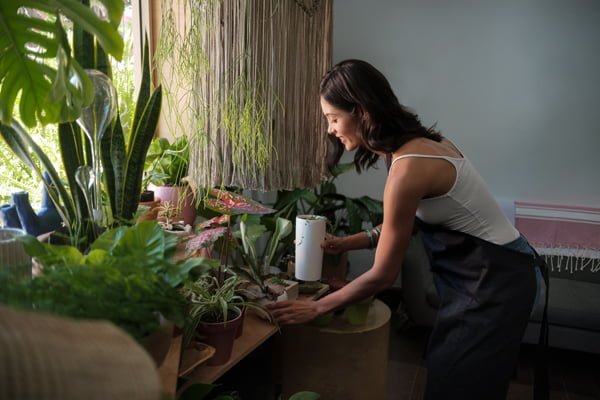 Cuidados para tus plantas de interiores