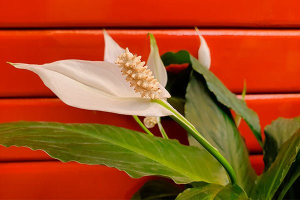Decoración de interiores con plantas, Cuna de Moisés
