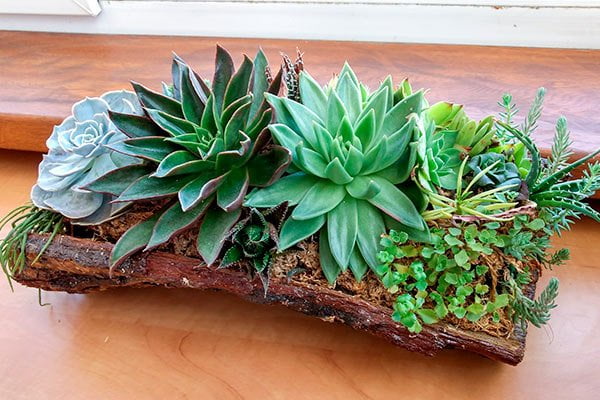 Decoración de interiores con plantas, Suculentas