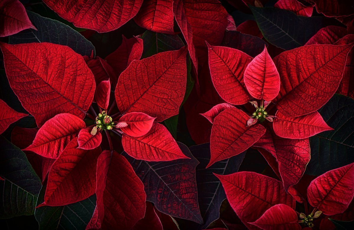 Características y significado de la flor de nochebuena