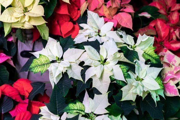 Características y significado de la flor de nochebuena