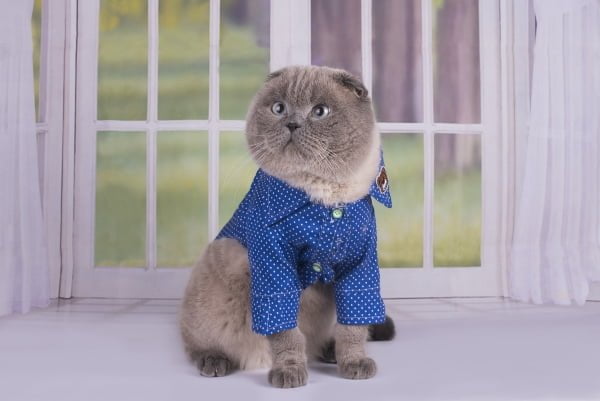 gato-frio