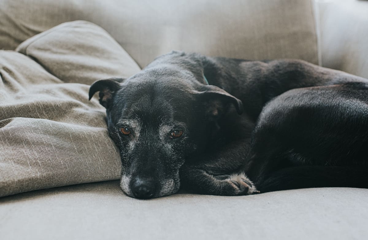 adoptar-una-mascota-mayor