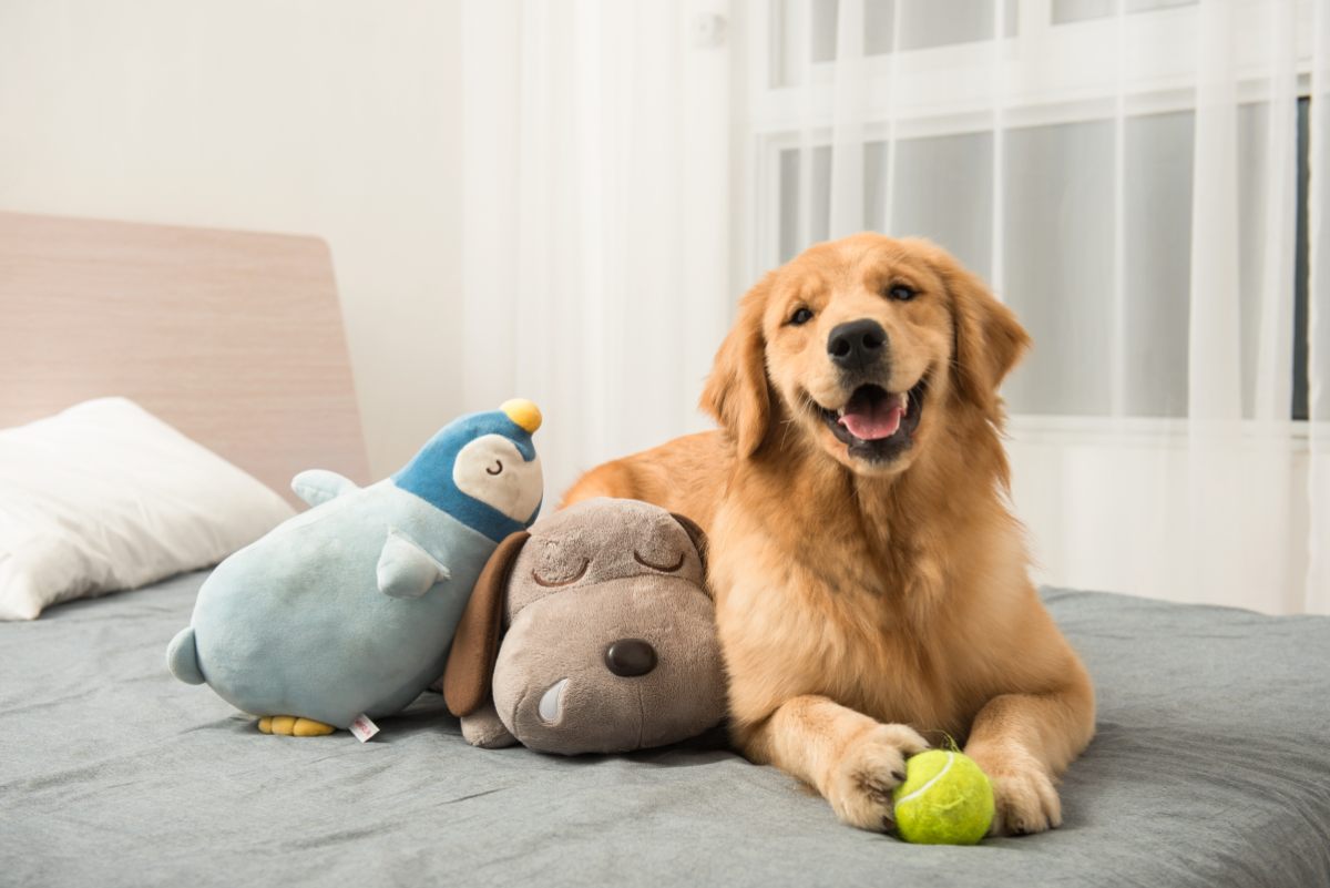 mascota-sola-en-casa