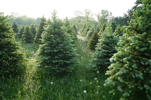 bosque de pinos navideños