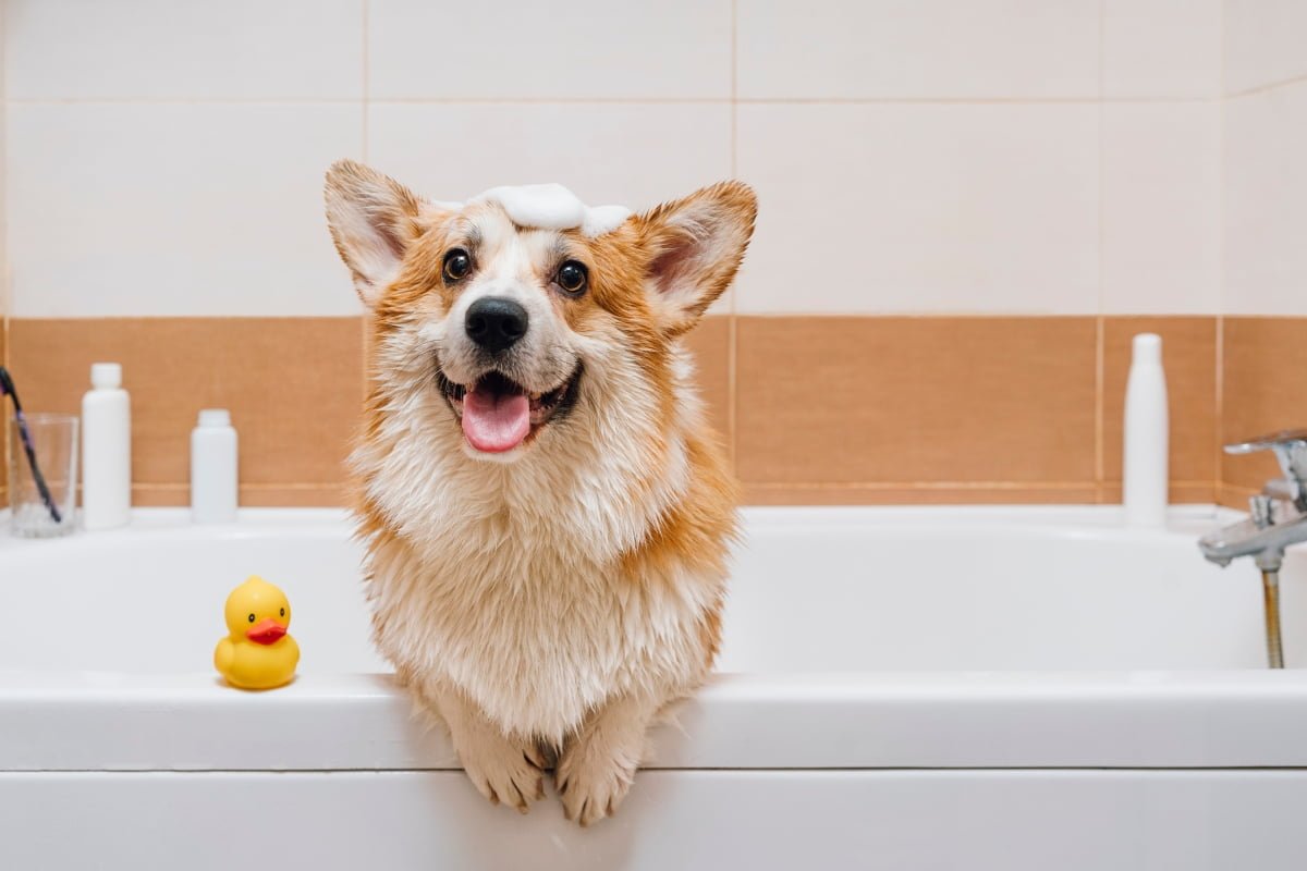 Cada cuánto hay que bañar a las mascotas