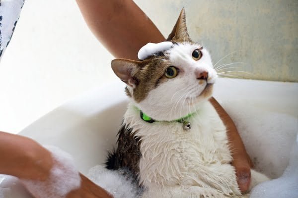 como se baña a un gato