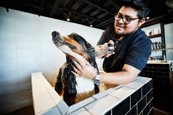 como se baña un perro