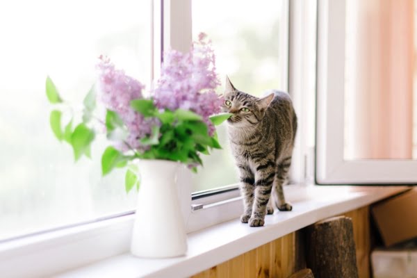 plantas de interior seguras para mascotas