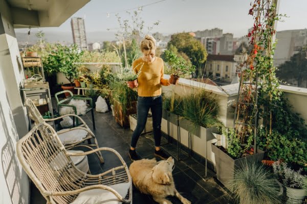 plantas de exterior seguras para mascotas