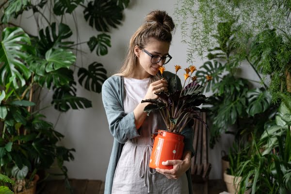 plantas de sombra