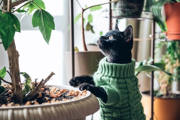 Según su edad y estado de salud, evalúa el uso de ropa para mascotas.