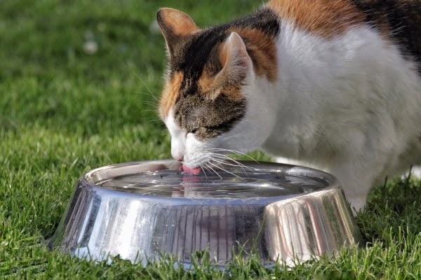 bebedero para gatos