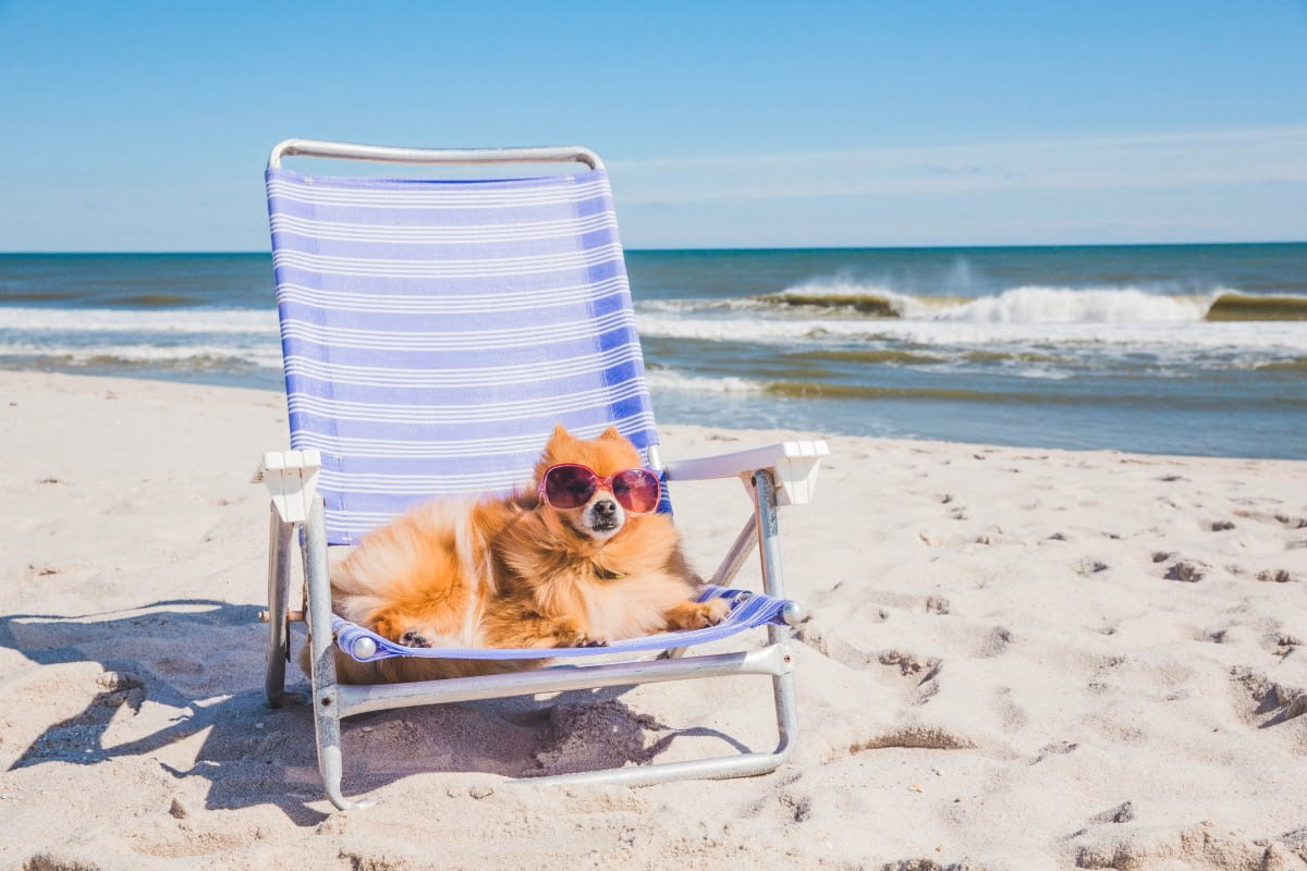 Cuidados de las mascotas en vacaciones