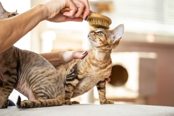 ¡Los gatos también se cepillan!