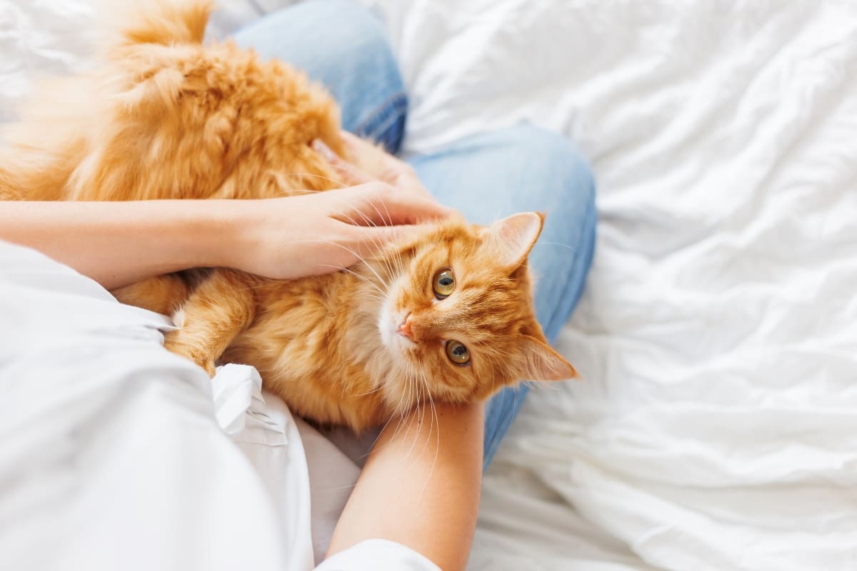 Celebra el Día internacional del gato.