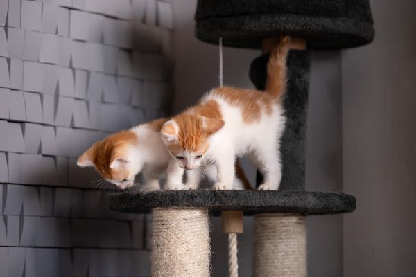 juguetes para gatos