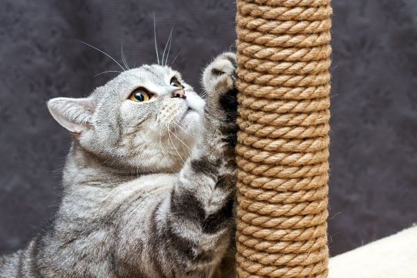 rascador para gatos