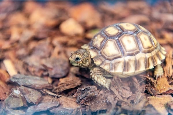 Tortuga de tierra