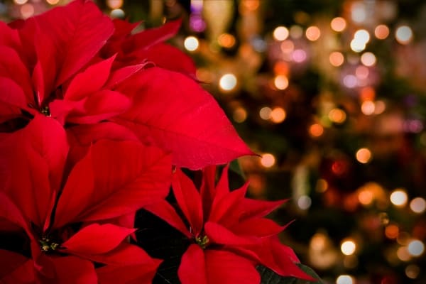 flor de Nochebuena en Walmart