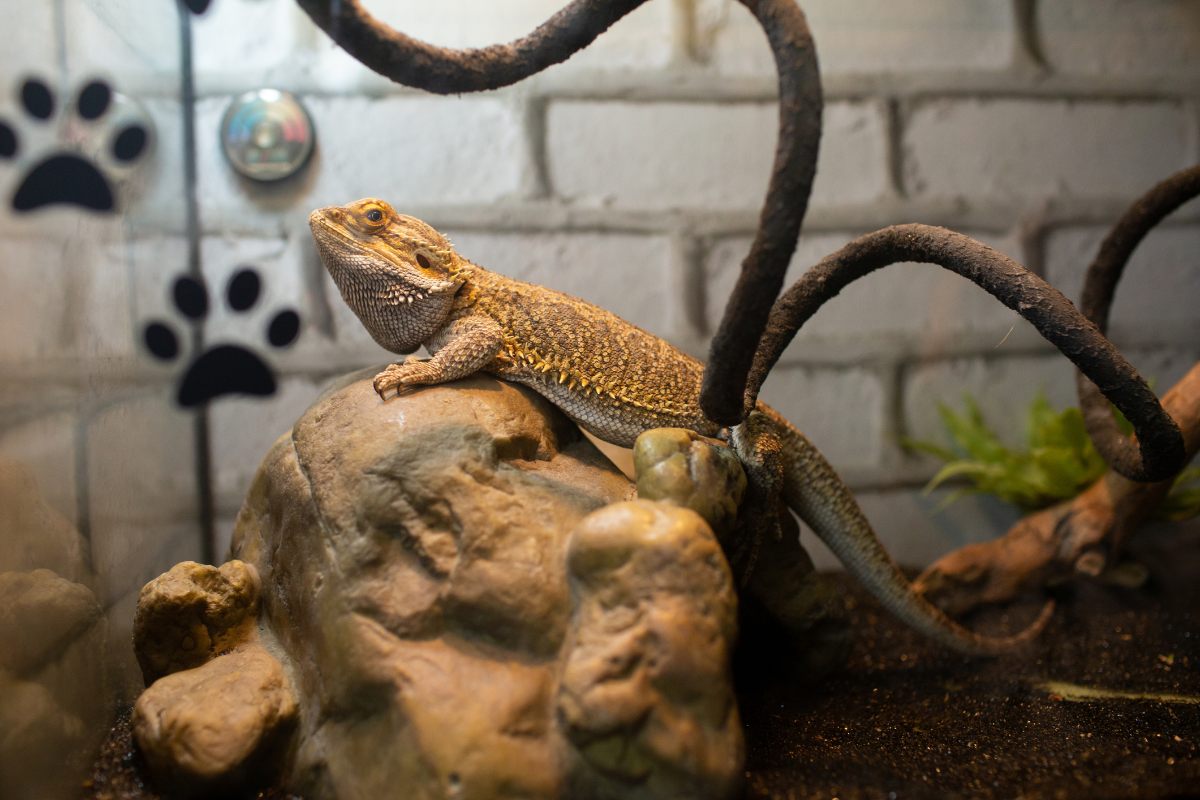 arma tu terrario en casa